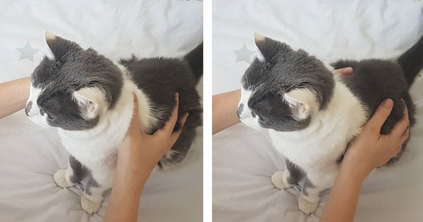 4 Massages A Faire A Votre Chat Truffe Moustache