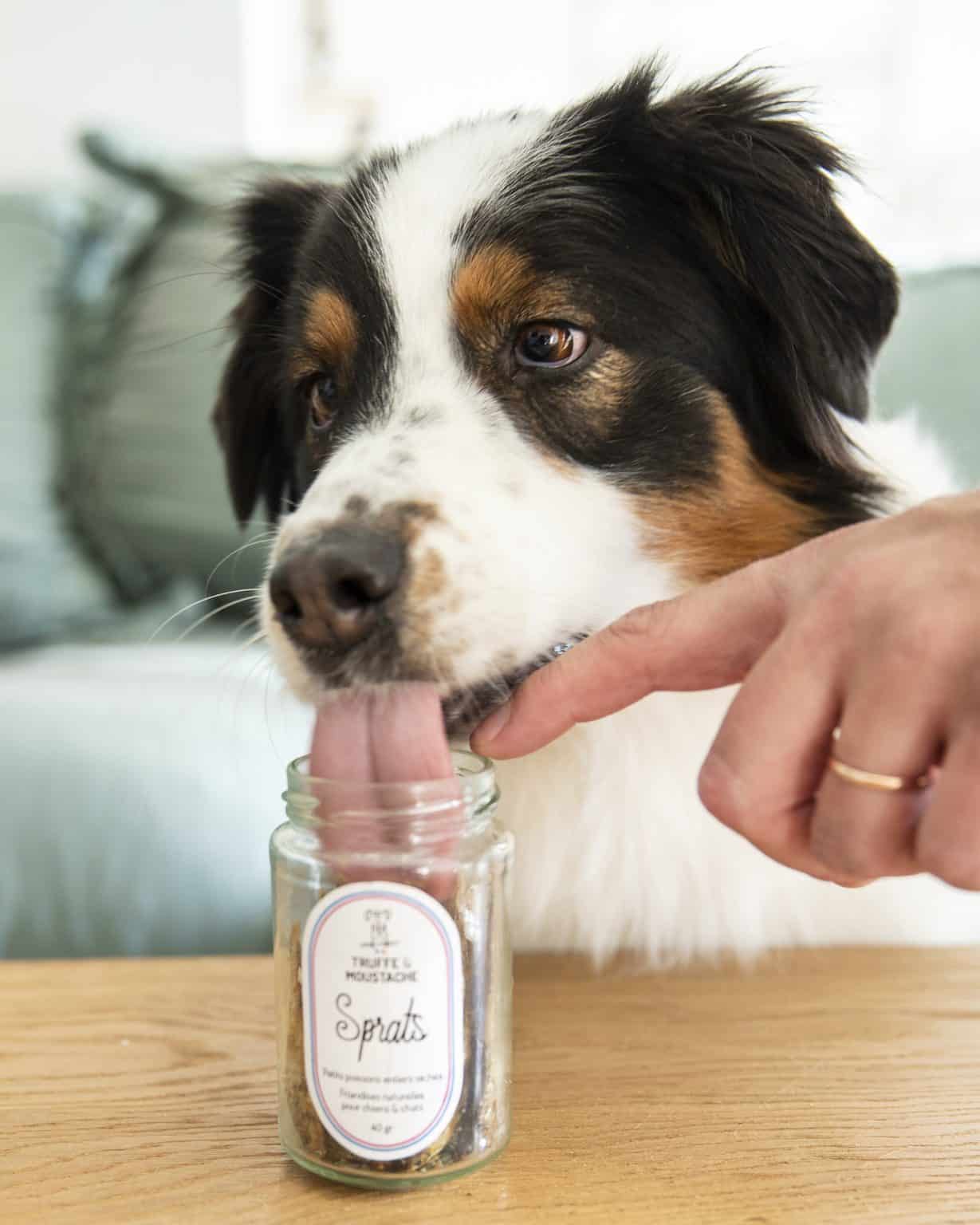 Sprats séchés Friandise naturelle Chien Chat Truffe Moustache