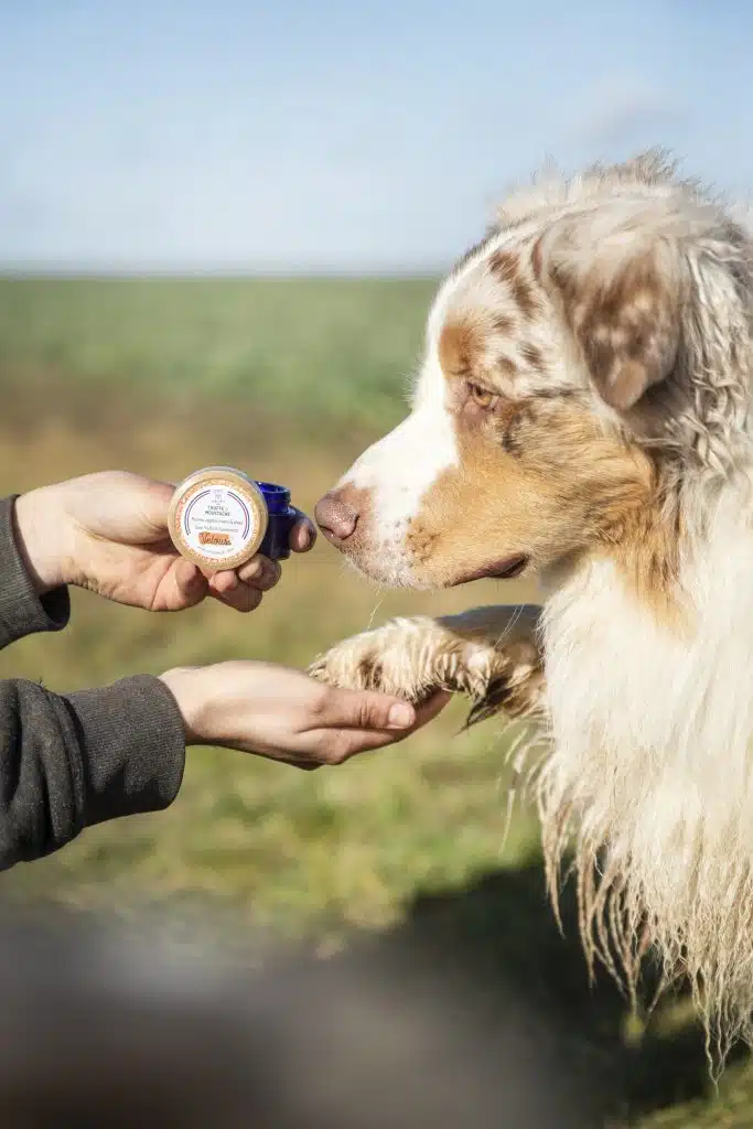 baume de soins pour la truffe et les coussinets des chiens et des chats