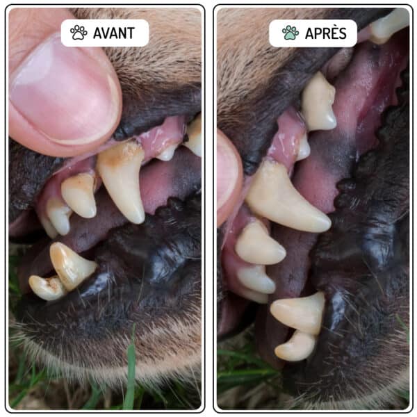 cure courte sourire antitartre et bonne haleine avant après