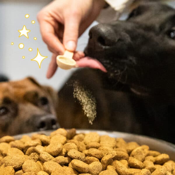 Cure courte compléments alimentaires pour chien et chat