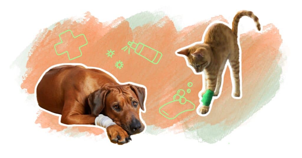 illustration désinfectant plaie chien chat