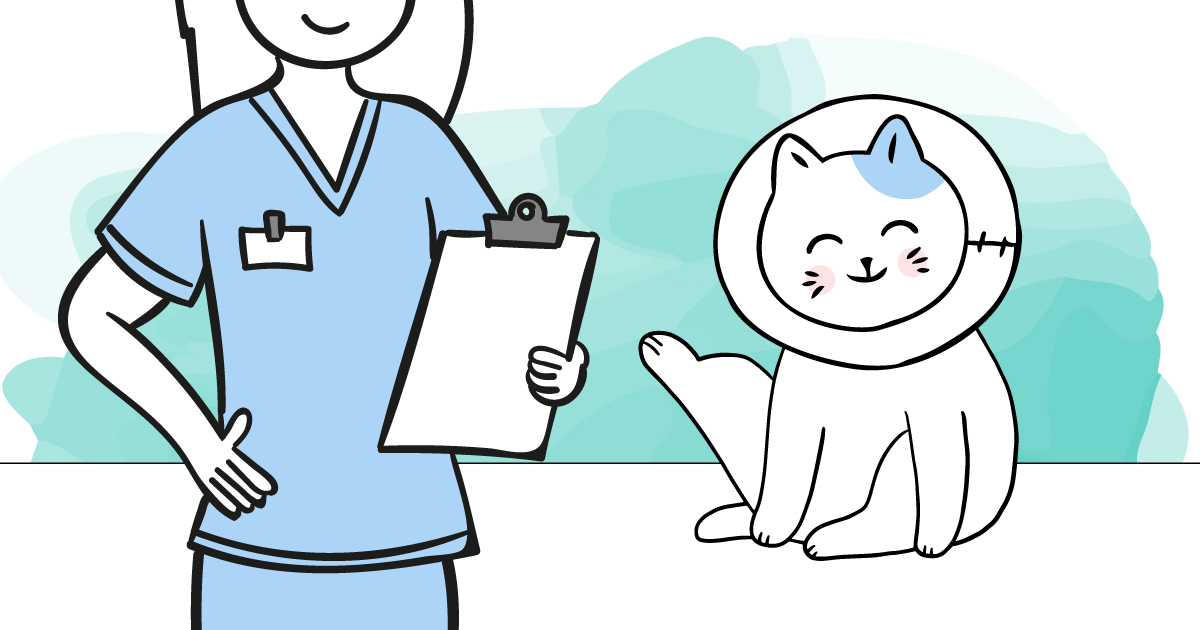illustration sterilisation chat castration veterinaire