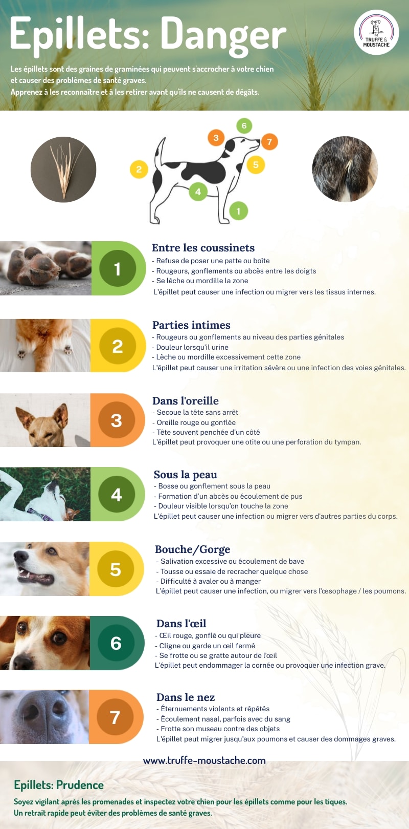 infographie symptômes épillet chien danger