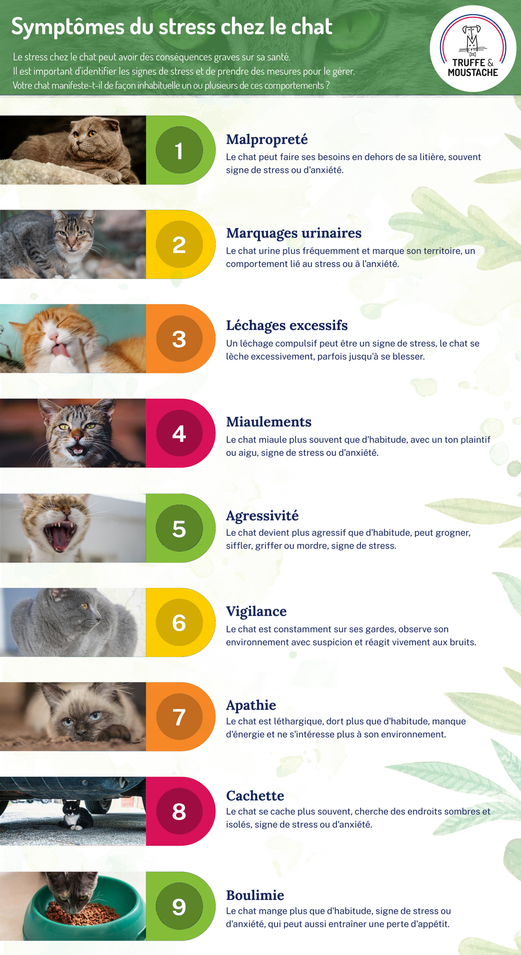 infographie symptômes de stress chez le chat