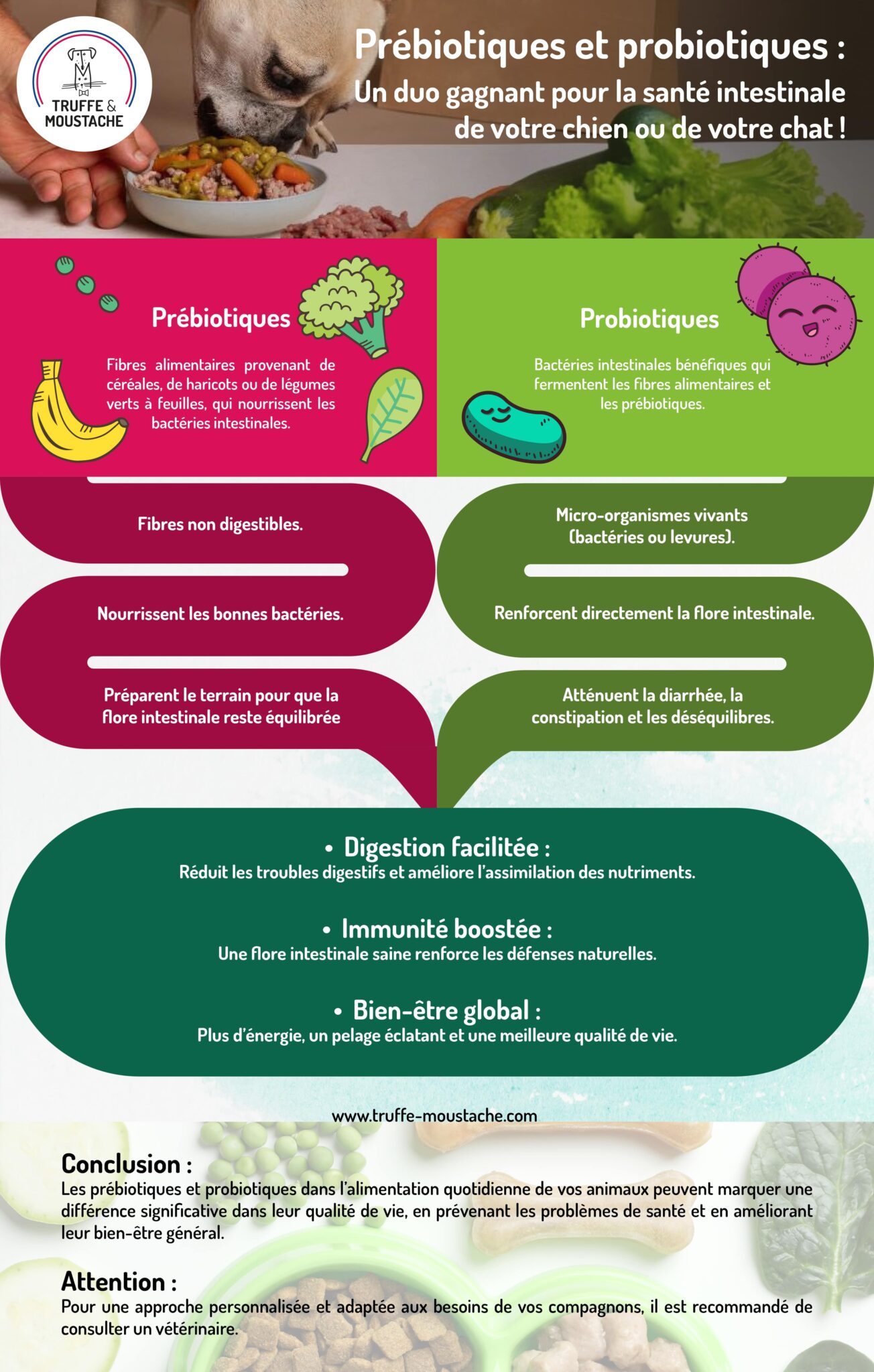 Infographie prébiotiques et probiotiques pour les chiens et chats