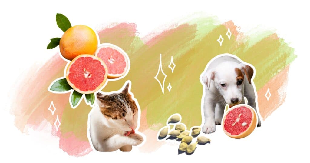 illustration bienfaits extrait de pépin de pamplemousse pour chiens et chats