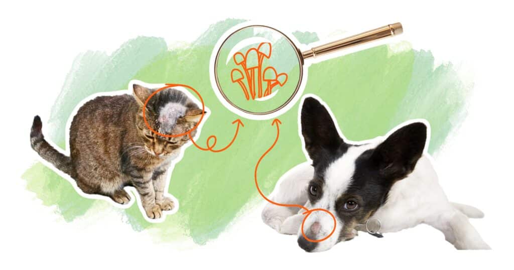 illustration teigne chez le chien et le chat