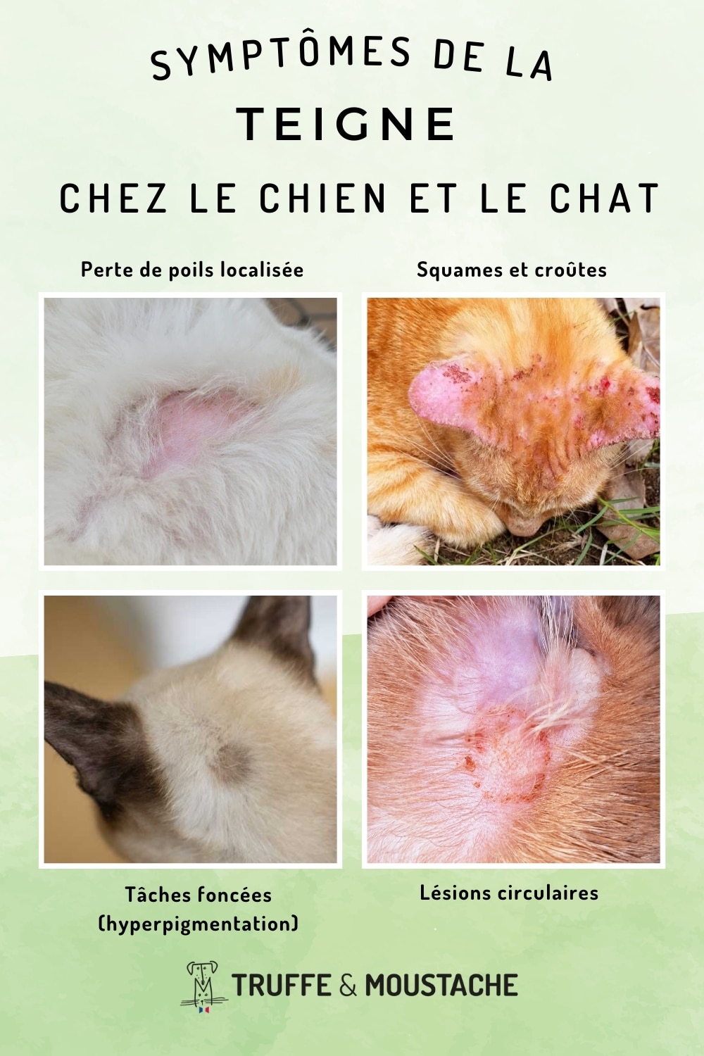 Infographie symptômes de la teigne chez le chien et le chat : lésions circulaire sans poils, squames, croûtes, perte de poils localisée